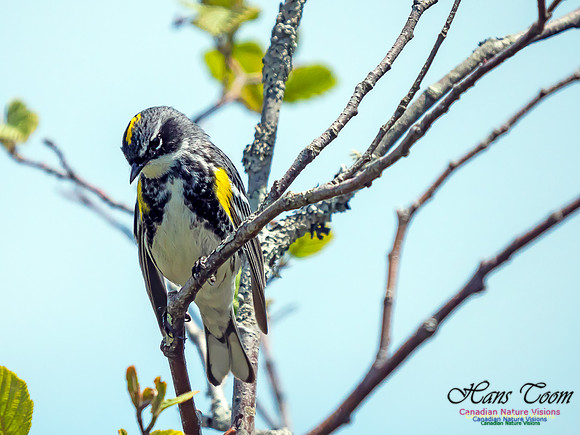 Yellow-rumped Warbler 2