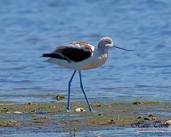American Avocet 201