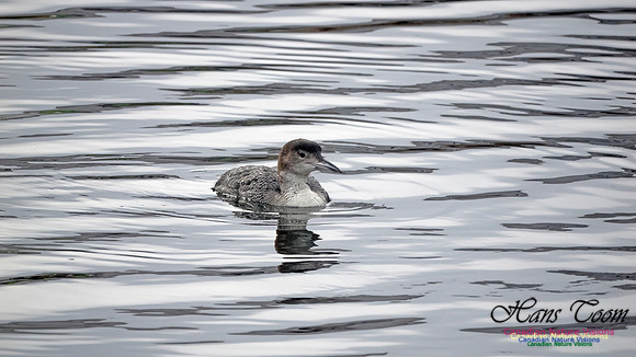 Common Loon 912