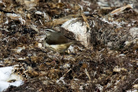 Louisiana Waterthrush