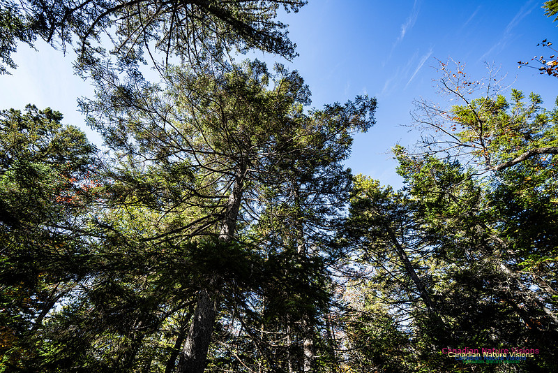 Woodland Stroll 117