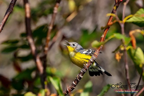 Magnolia Warbler 201