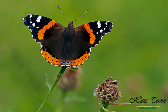 Red Admiral