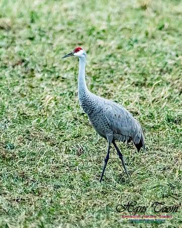 Sandhill Crane 803