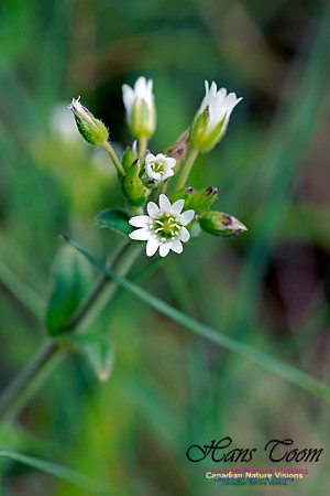Chickweed