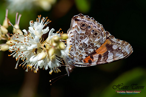 Painted Lady