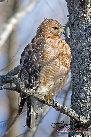 Red-shouldered Hawk 704