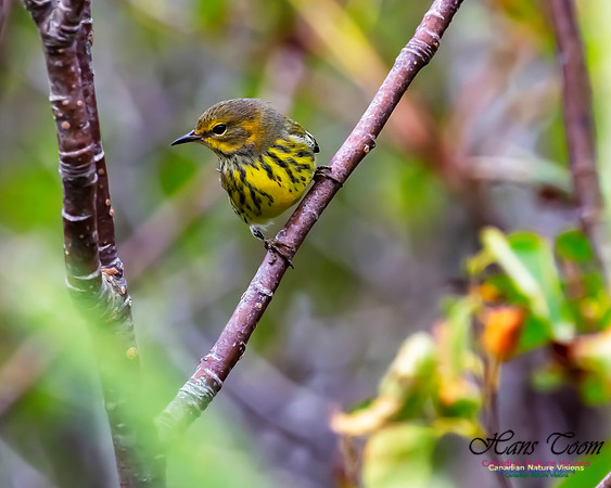Cape May Warbler 101