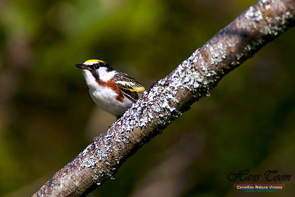 Chestnut-sided Warbler