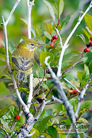 Prairie Warbler
