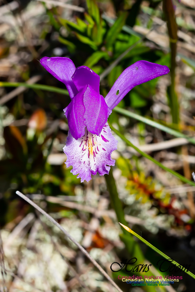 Dragon's Mouth Orchid 100