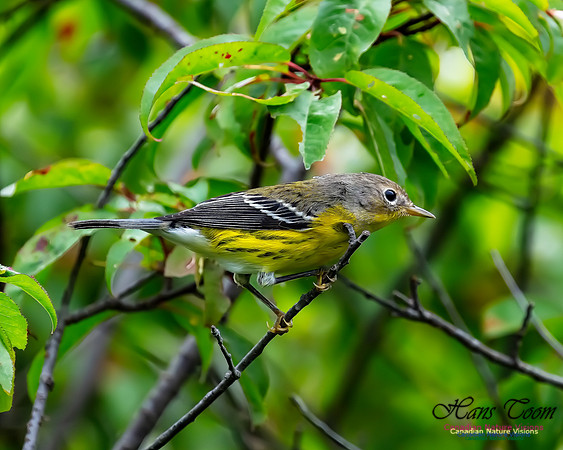 Magnolia Warbler 38