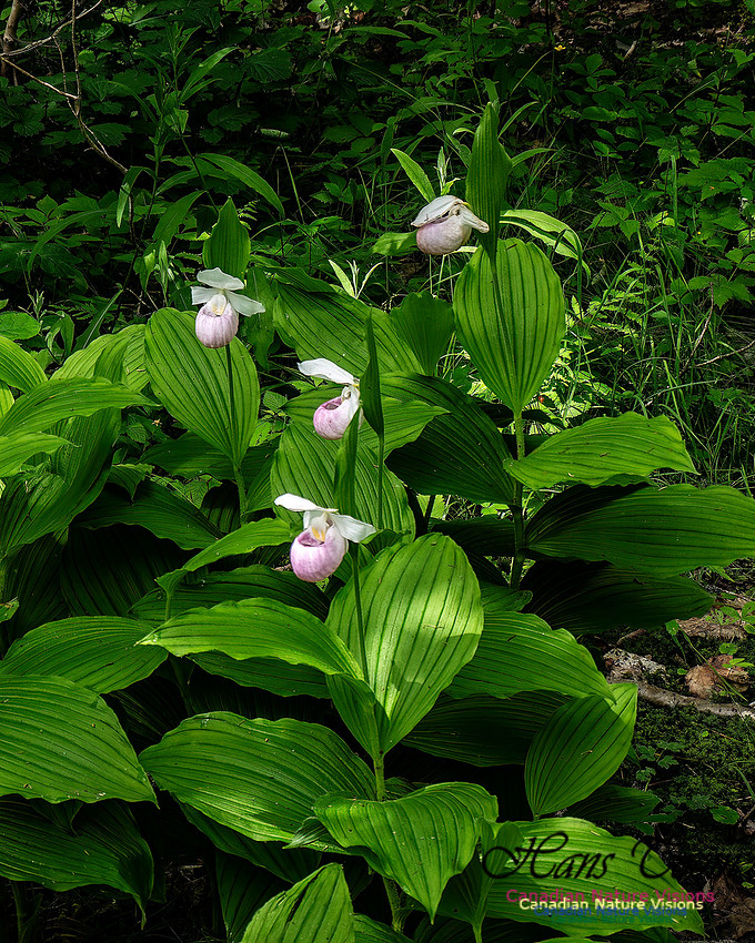 Showy Lady's Slipper Orchid 163