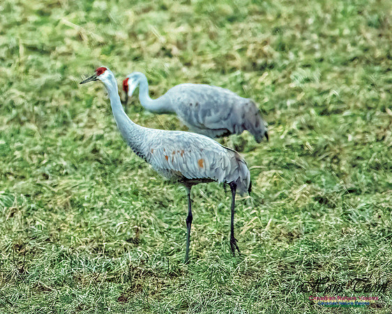 Sandhill Crane 805