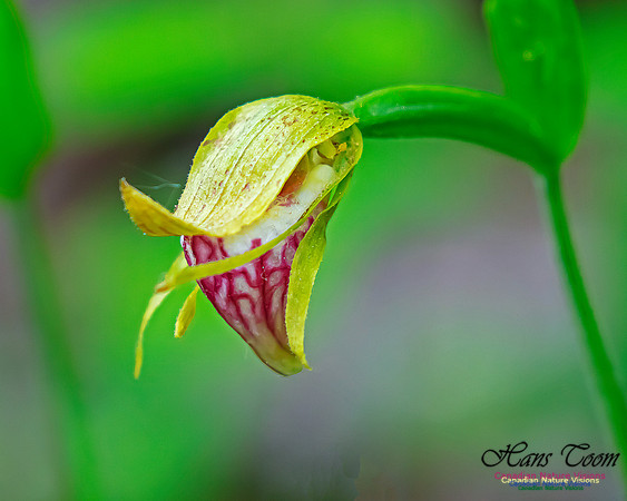 Ram's Head Orchid 105