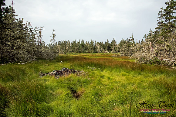 The North-east Corner of the Bog, North of the Pond, Troop Island