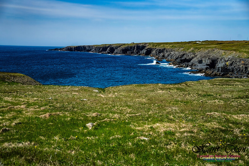 Cape Race 122