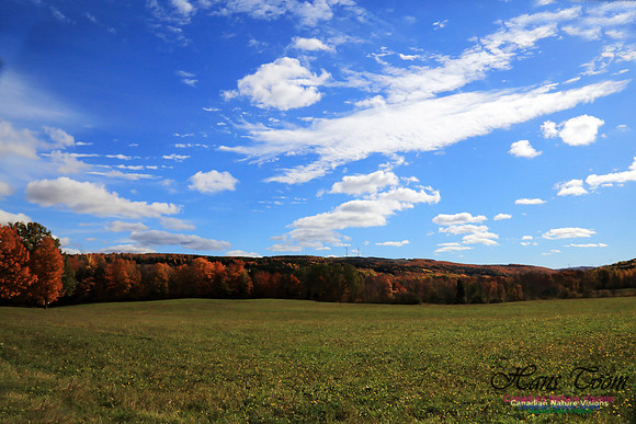Maple Forest Fall Colours 2016