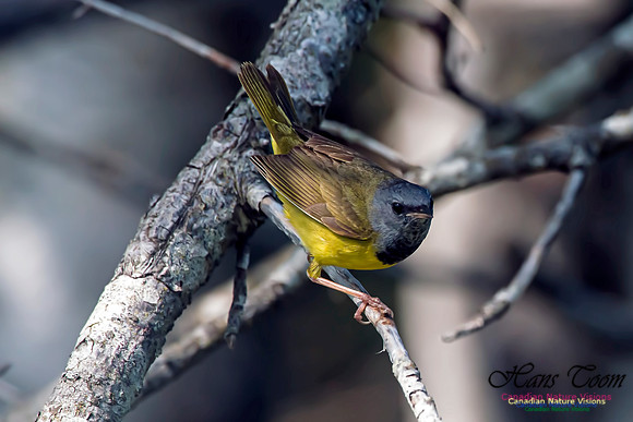 Mourning Warbler