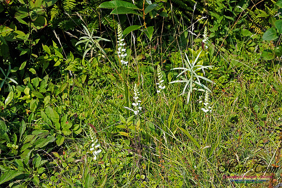 Nodding Ladies Tresses Orchid