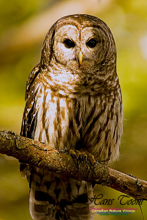Barred Owl