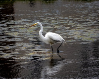 Great Egret