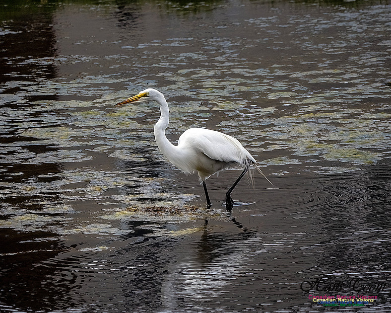 Great Egret 400
