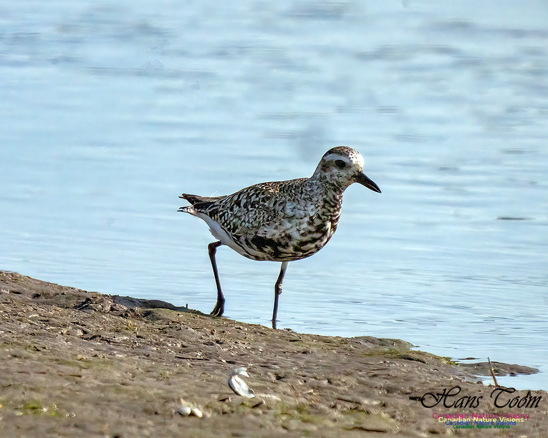 Black-bellied Plover 351