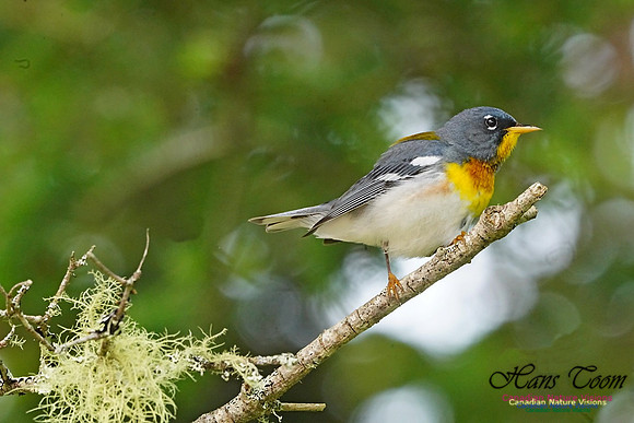 Northern Parula 160