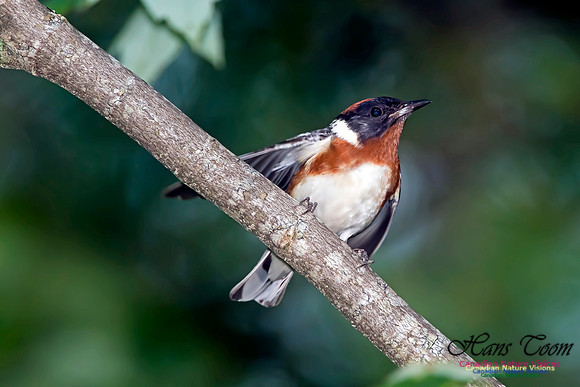 Bay-breasted Warbler
