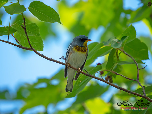 Northern Parula 5