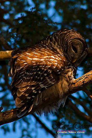 Barred Owl