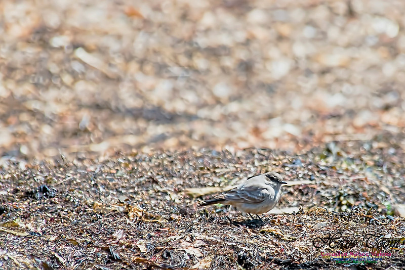 Say's Phoebe