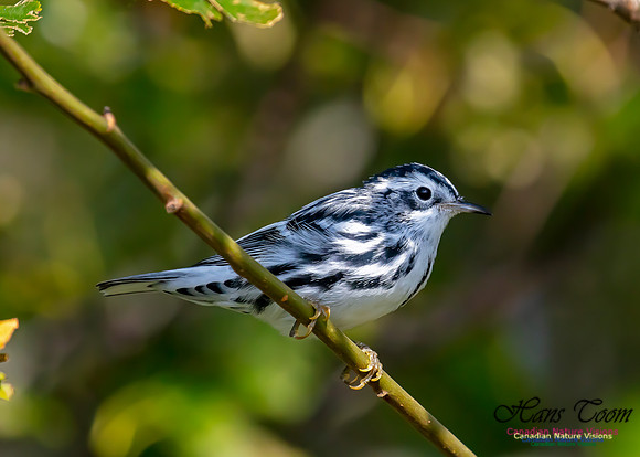 Black-and-White Warbler 205
