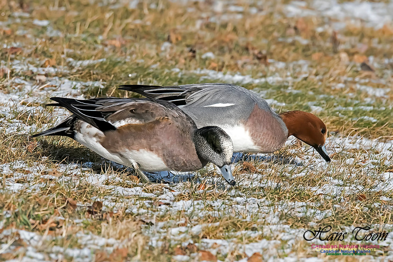 Eurasian and American Wigeon