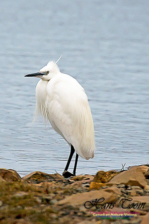 Little Egret