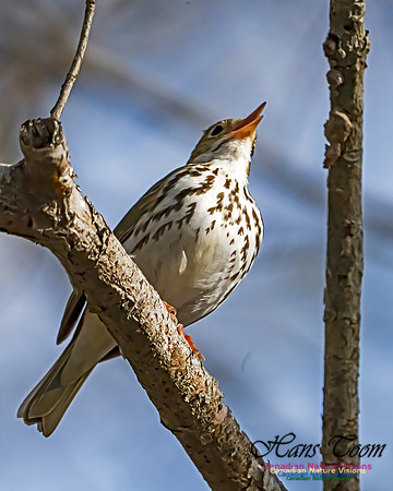 Ovenbird 102