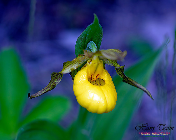 Yellow Lady's Slipper Orchid 103