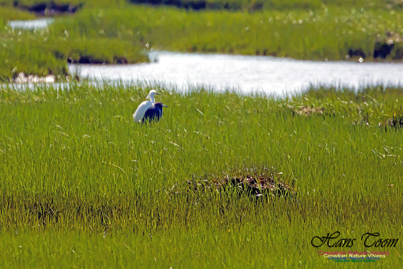 Snowy Egret and Little Blue Heron 3