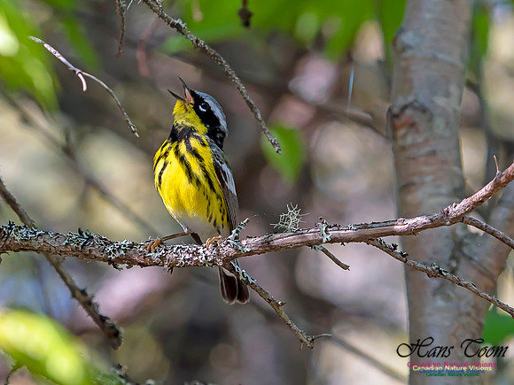 Magnolia Warbler 1