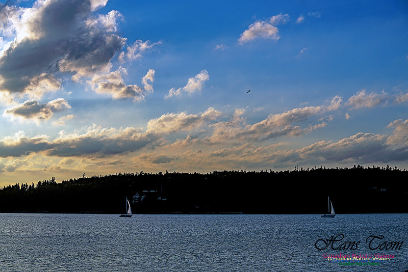 Harbour Traffic 113