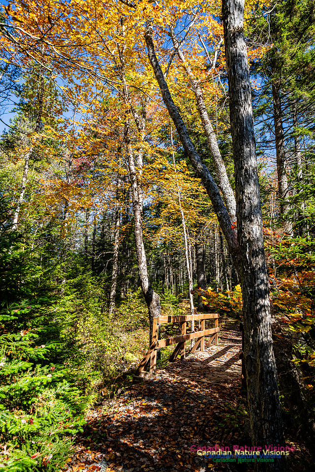 Woodland Stroll 123