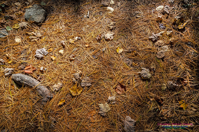 Woodland Stroll 103