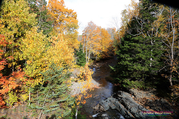 Maple Forest Fall Colours 2016