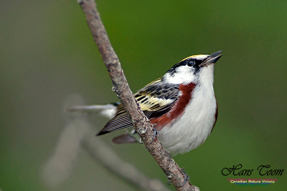 Chestnut-sided Warbler