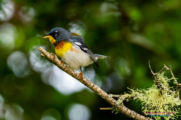 Northern Parula 1052