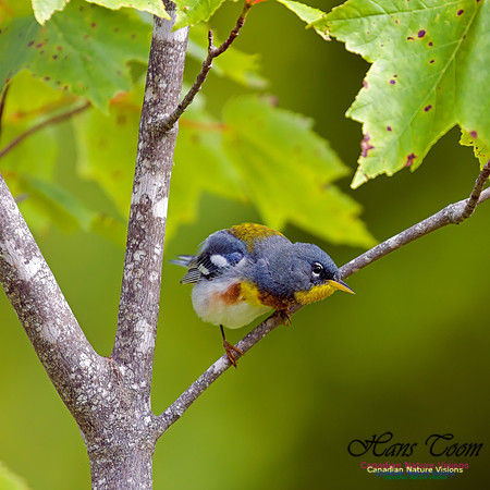 Northern Parula 6