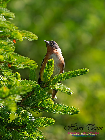 Bay-breasted Warbler 13