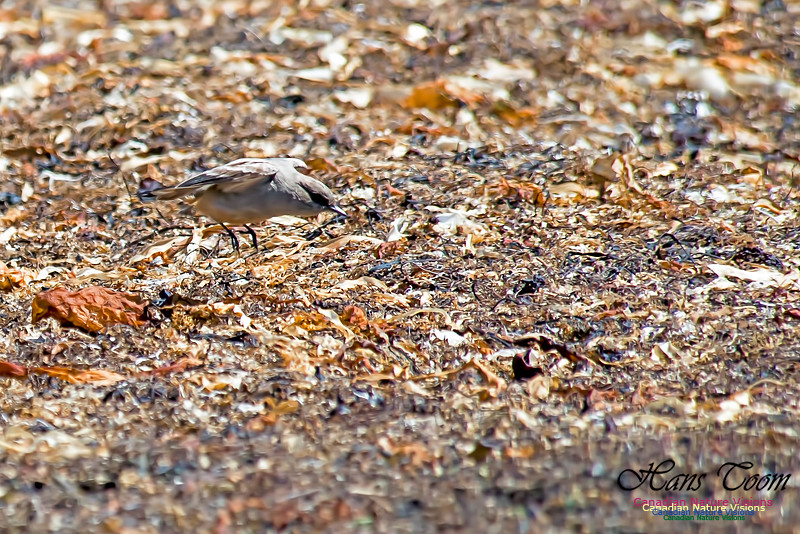 Say's Phoebe