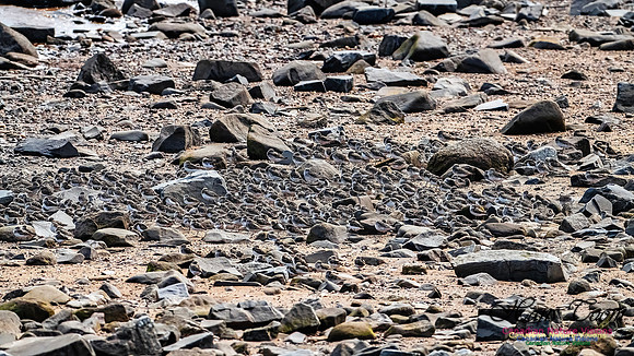 Evangeline Beach Shorebirds 2025 115
